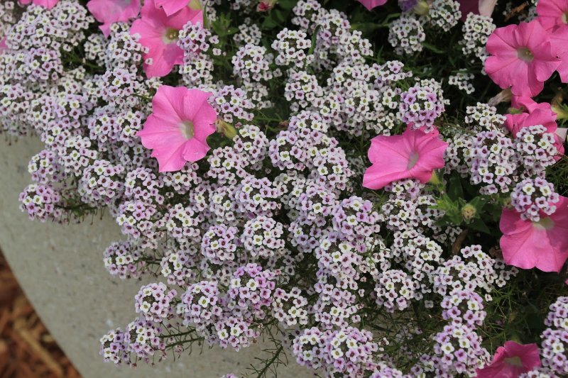 Лобулярия Приморская (Lobularia maritima)