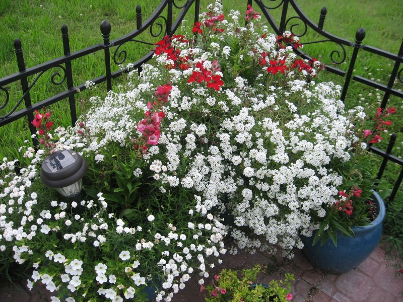 Алиссум Lobularia maritima