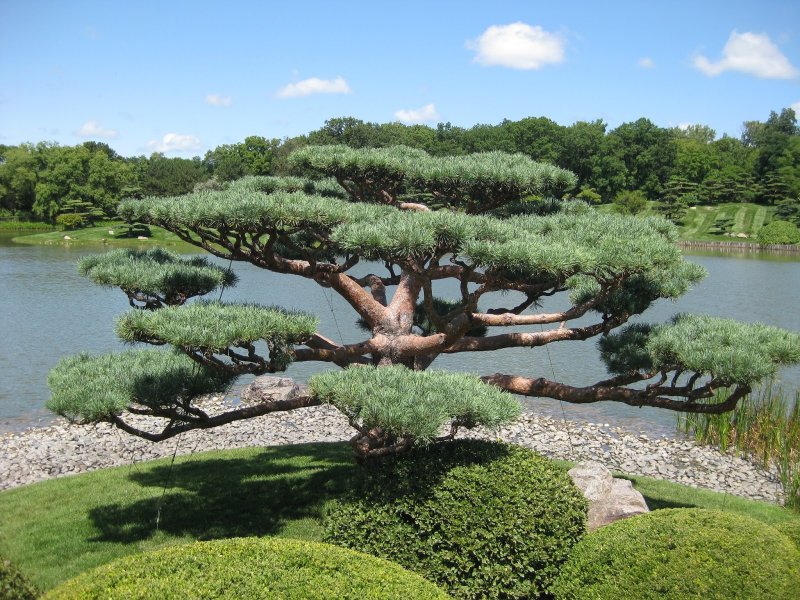 Taxus cuspidata Топиар