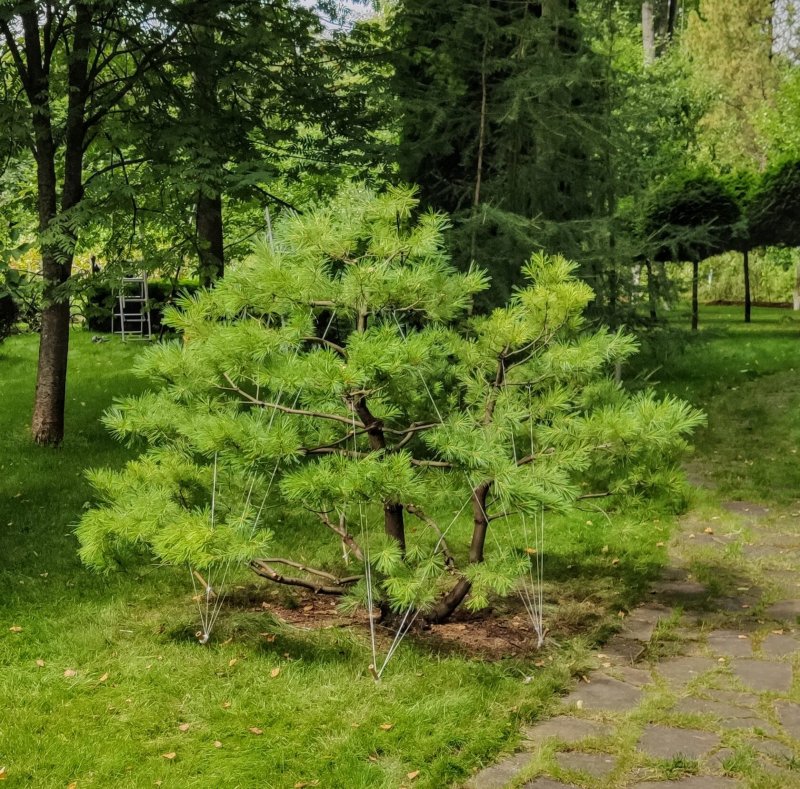 Приствольный круг сосны