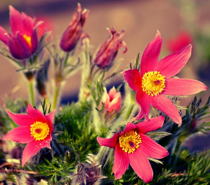 Прострел словацкий Pulsatilla Slavica