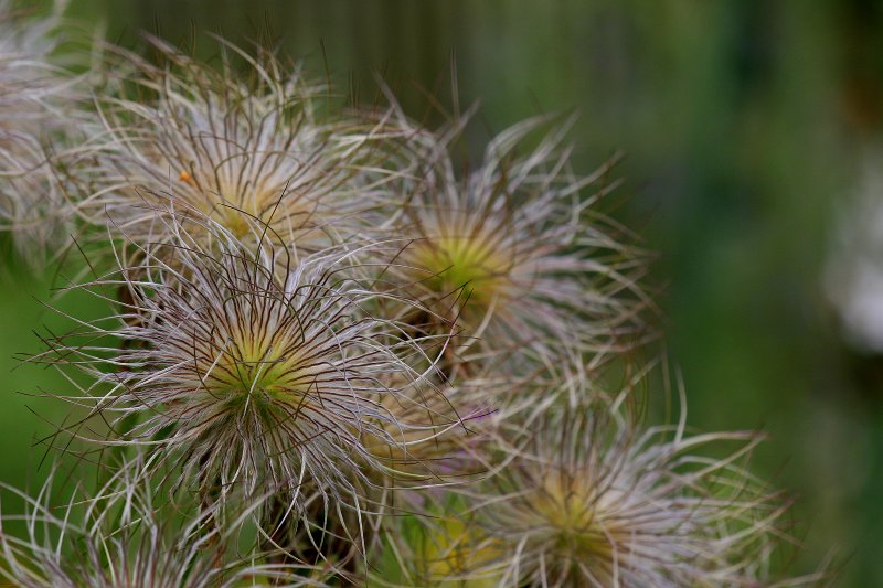Pulsatilla Patens плоды