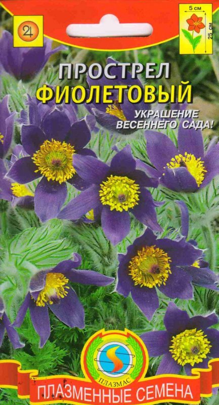 Anemone Pulsatilla vulgaris 'Alba'