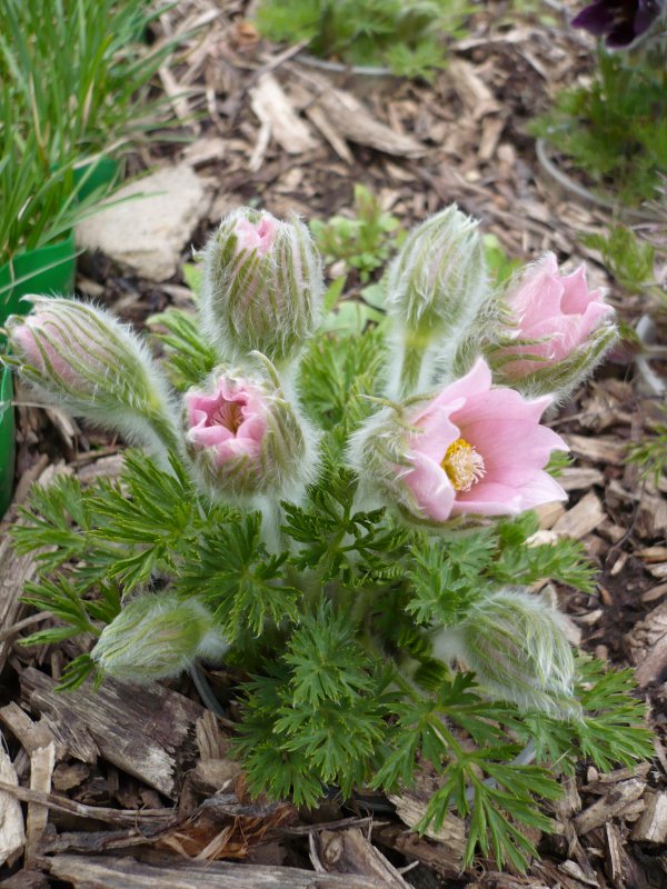 Прострел обыкновенный vulgaris Pink