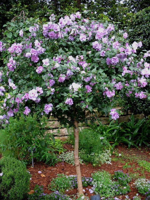 Гибискус сирийский 'Ardens'