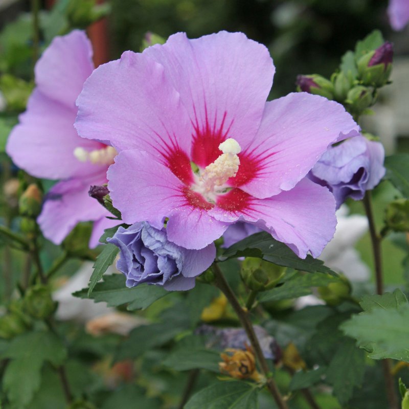 Гибискус сирийский (Hibiscus syriacus)