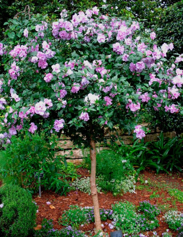 Гибискус сирийский 'Ardens'