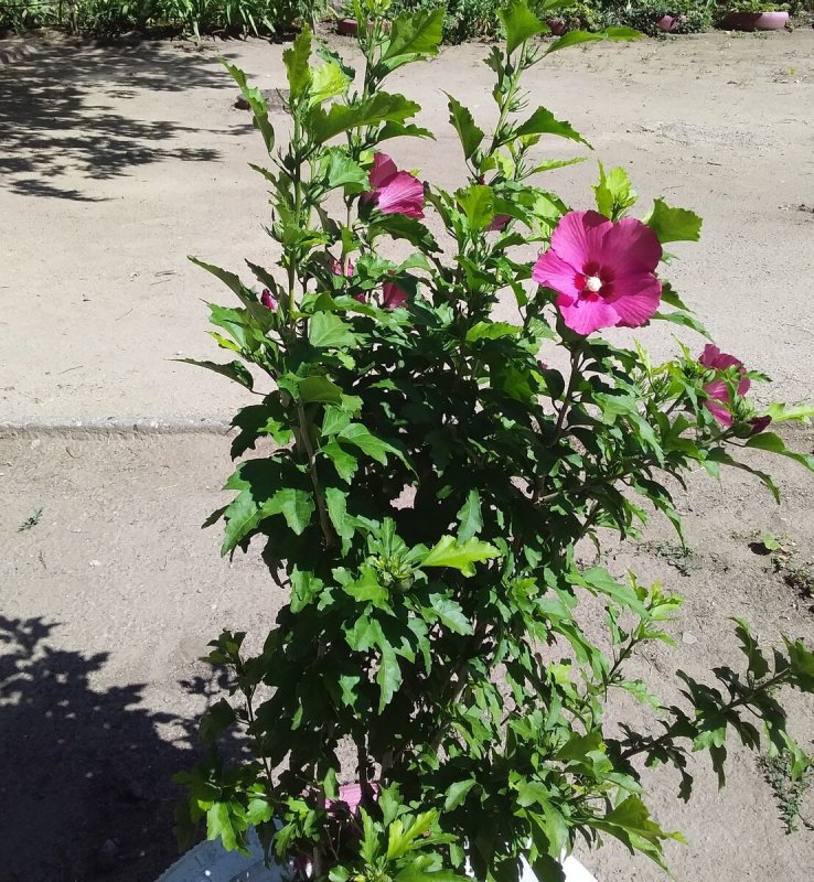 Гибискус сирийский, кетмия – Hibiscus
