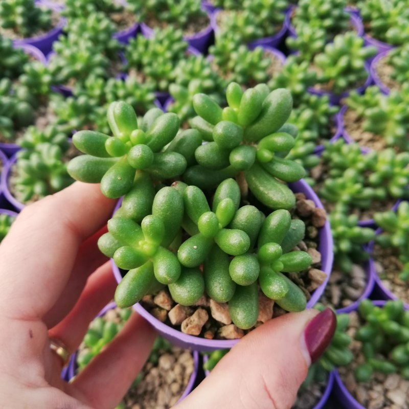 Растение Sedum hispanicum