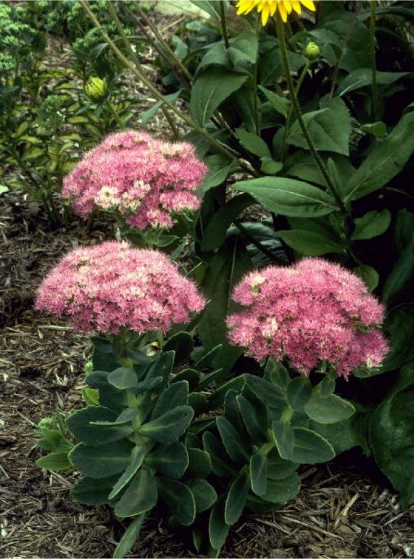 Sedum middendorfianum