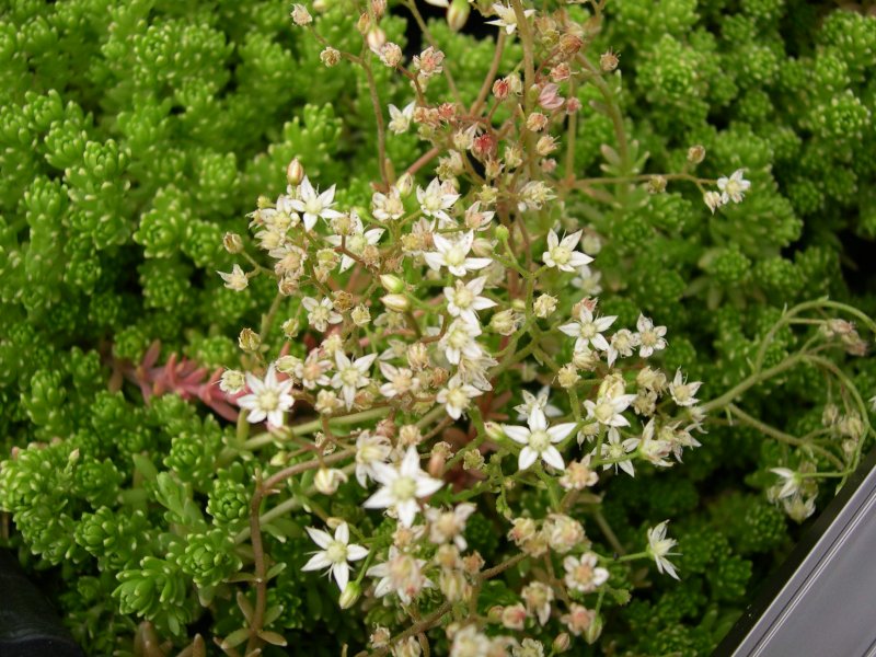 Sedum monregalense
