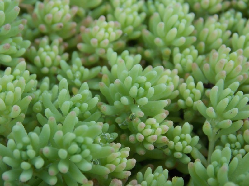 Очиток Sedum
