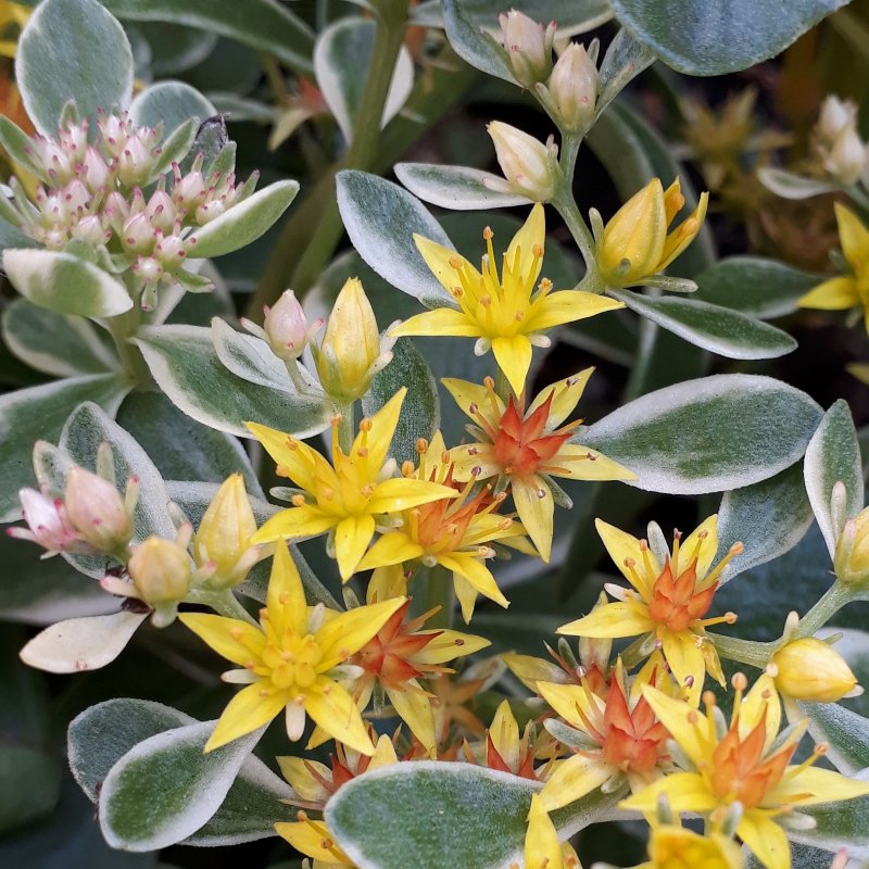 Суккулент Sedum clavatum