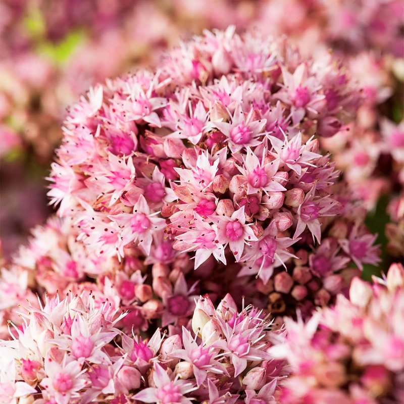Sedum hernandezii