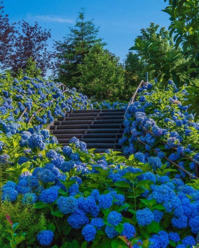 Гортензия синяя Азоры