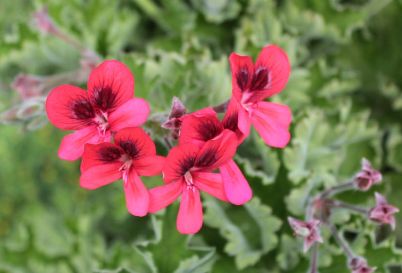 Пеларгония Bermuda Dark Red