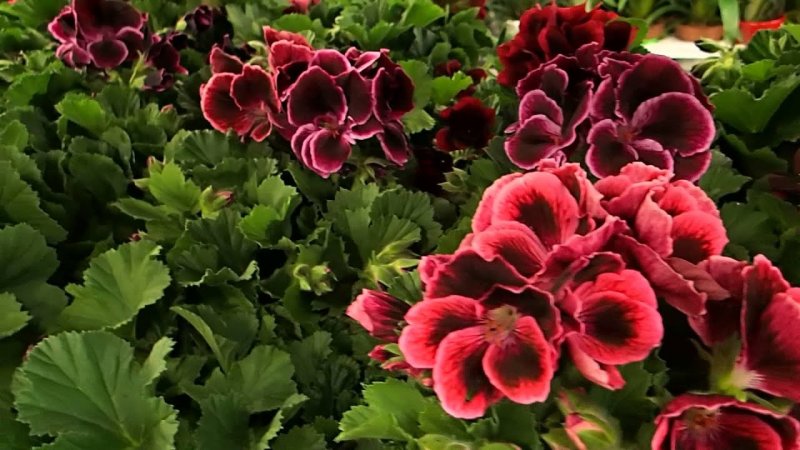 Пеларгония Pelargonium grandiflorum Burghi