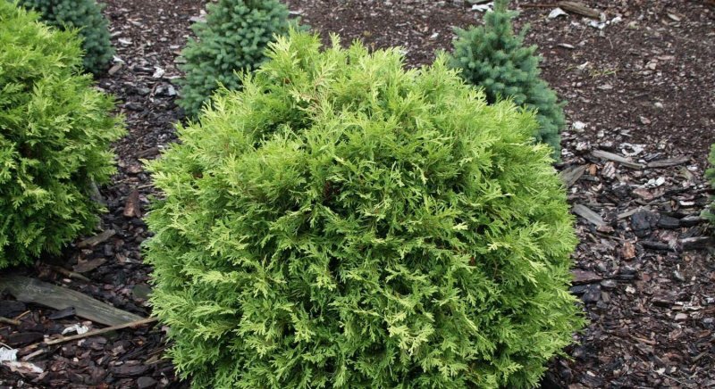 Туя Западная Thuja occidentalis "Salland"