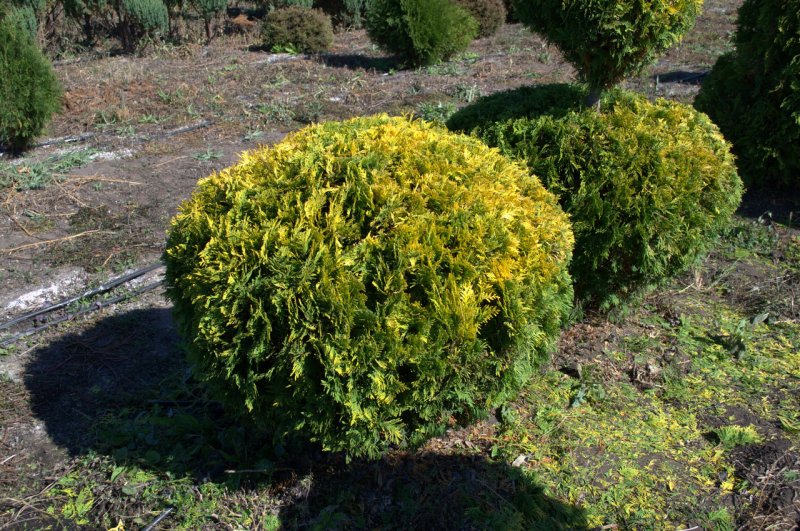 Туя Thuja occidentalis Miky