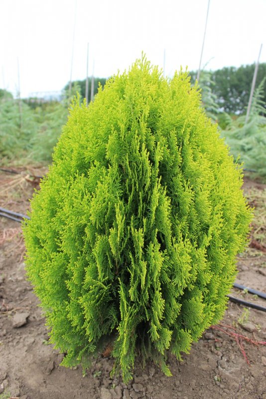 Туя Западная (Thuja occidentalis)