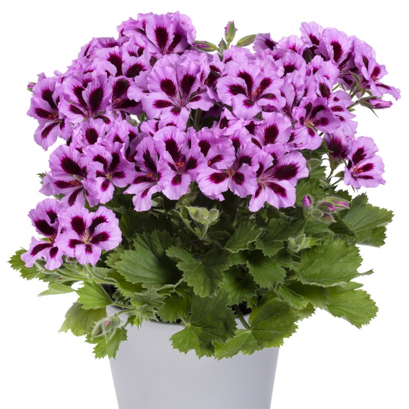 Королевская пеларгония Regalia Lilac.