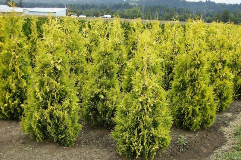 Туя Западная Thuja occidentalis "Salland"