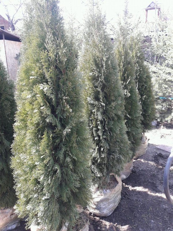 Туя Западная Sunkist(Thuja occidentalis Sunkist)