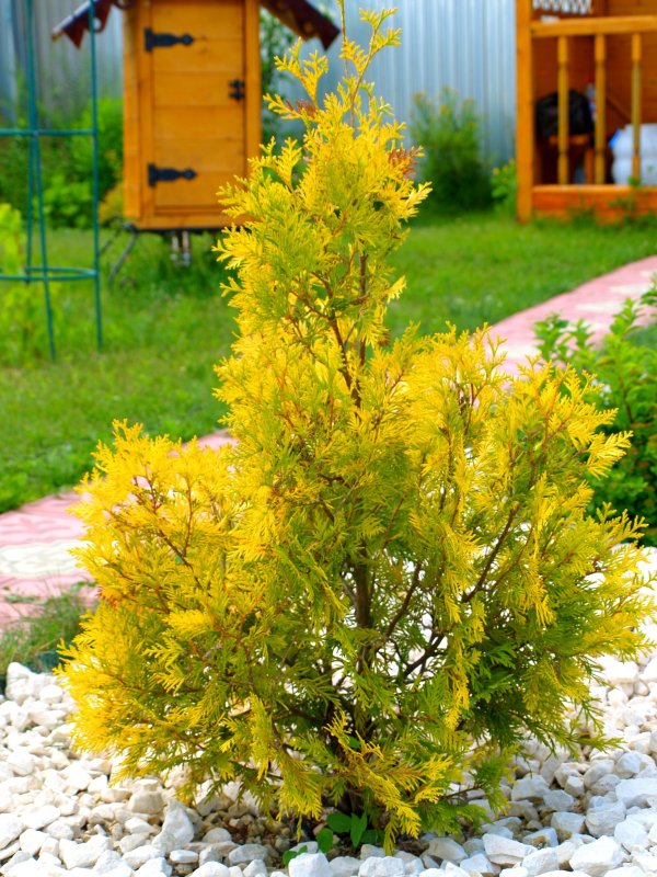 Туя Западная Санкист