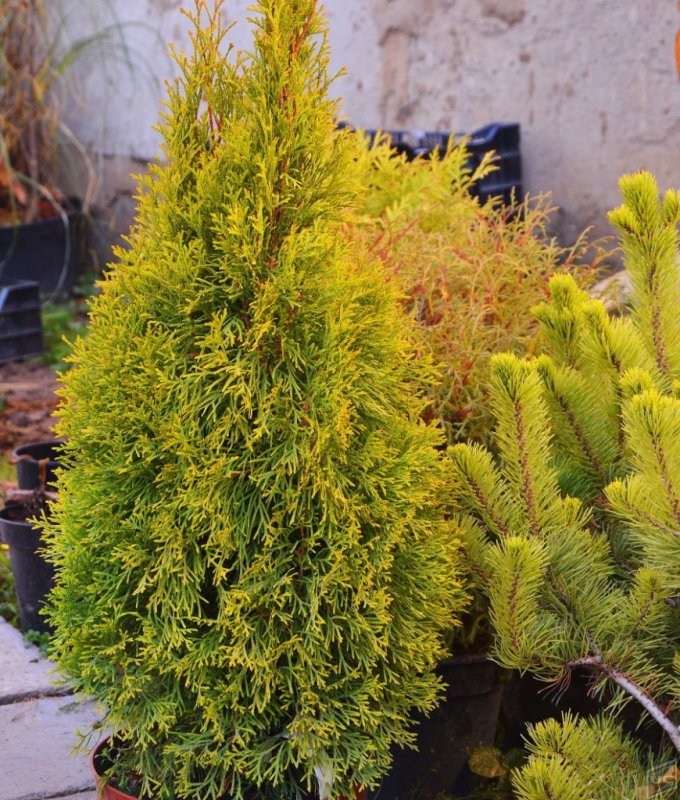 Туя Западная Рейнголд Thuja occidentalis Rheingold