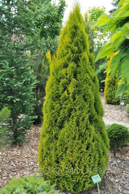 Туя Западная (Thuja occidentalis)