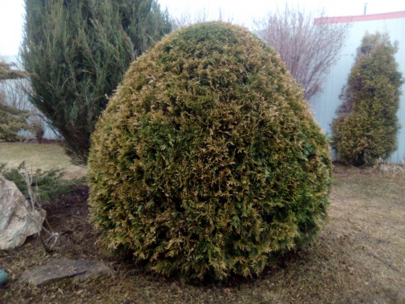 Туя Западная Смарагд