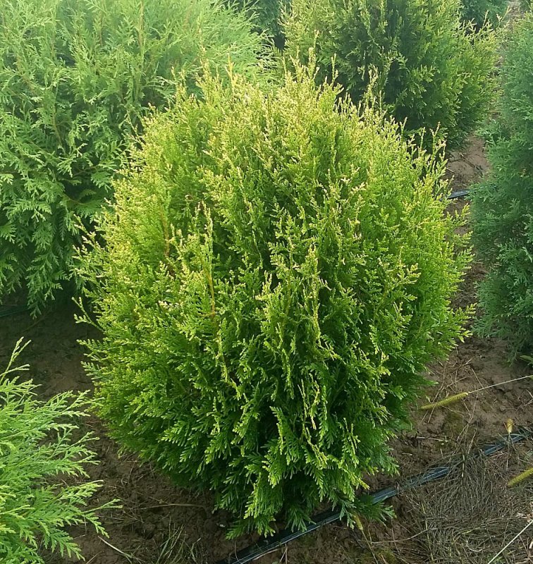Туя Западная Thuja occidentalis Jantar