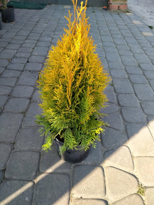 Туя Западная Golden Smaragd