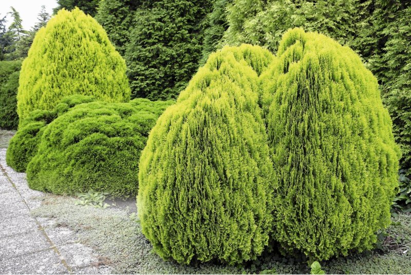 Туя occidentalis Sunkist