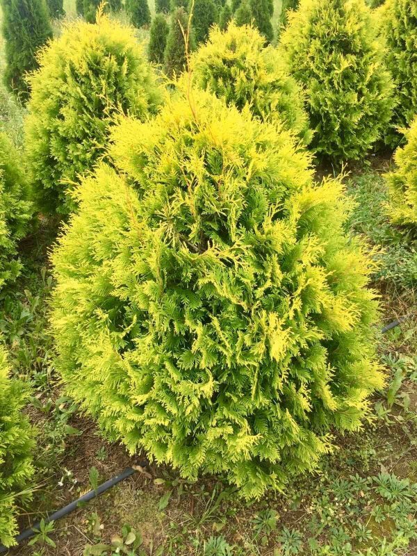 Туя occidentalis Jantar
