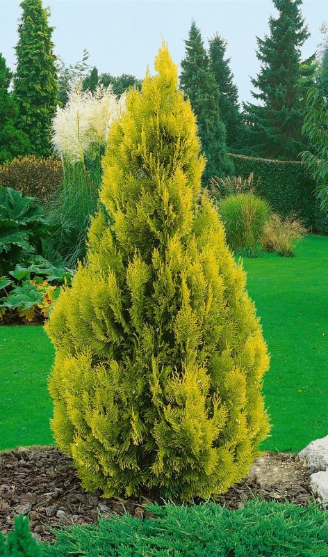 Туя Западная (Thuja occidentalis)