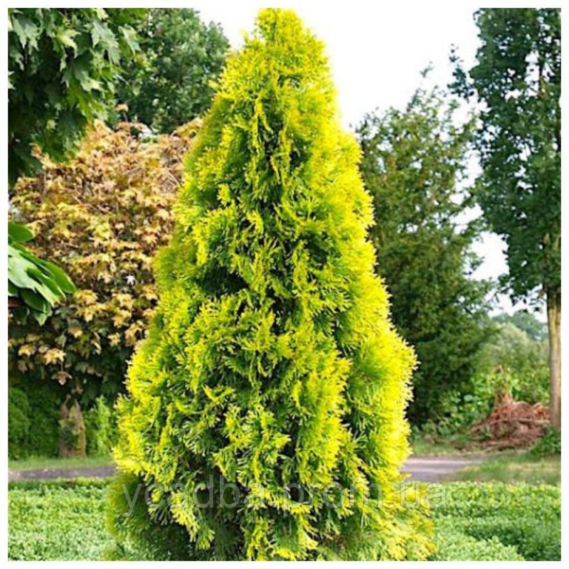 Туя Восточная pyramidalis Aurea