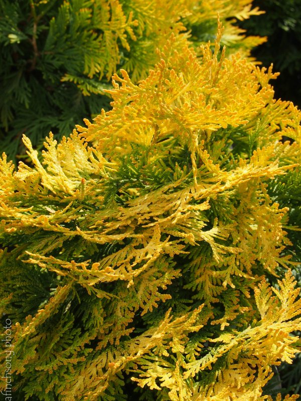 Туя Западная Thuja occidentalis Jantar
