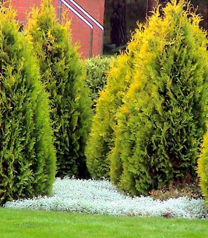 Туя Западная Thuja occidentalis 'Sunkist'