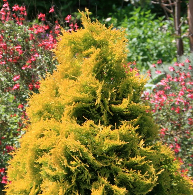 Туя Западная Thuja occidentalis "Salland"
