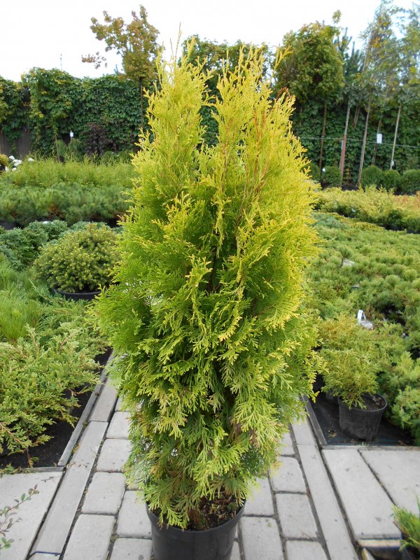 Туя Западная «Санкист» Thuja occidentalis «Sunkist»