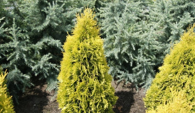 Туя Западная «Санкист» Thuja occidentalis «Sunkist»