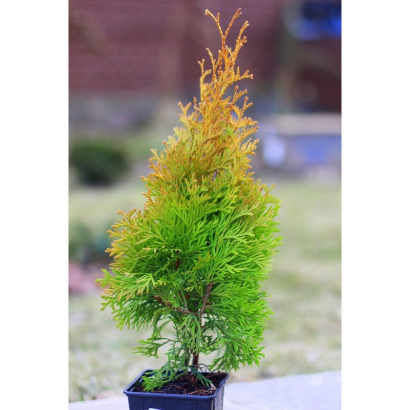 Thuja occidentalis Golden Anne