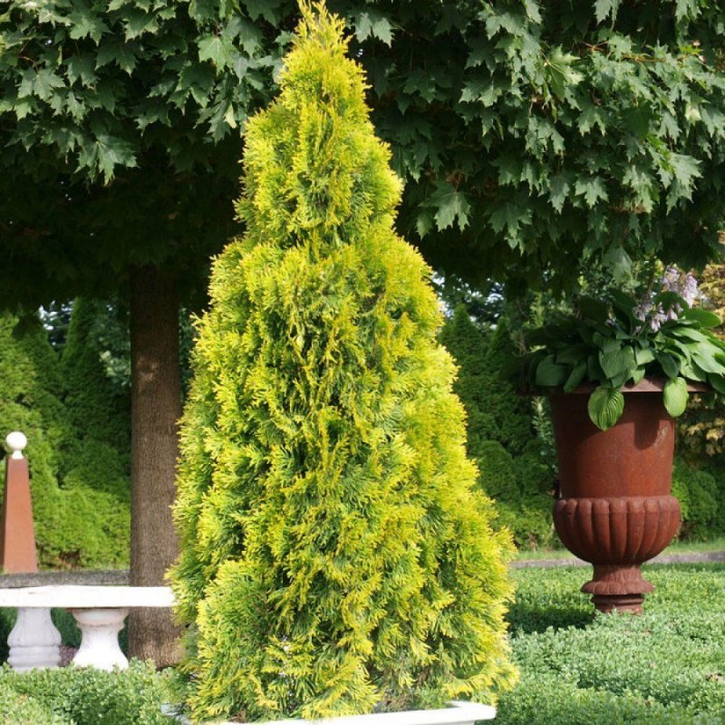 Туя Западная Thuja occidentalis Jantar