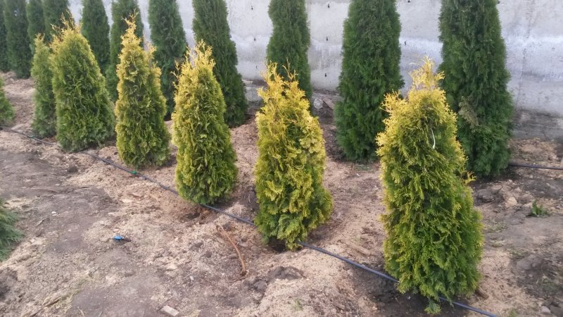 Туя Западная “Europe Gold” / Thuja occidentalis “Europe Gold”
