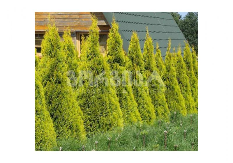 Туя Западная Golden Smaragd