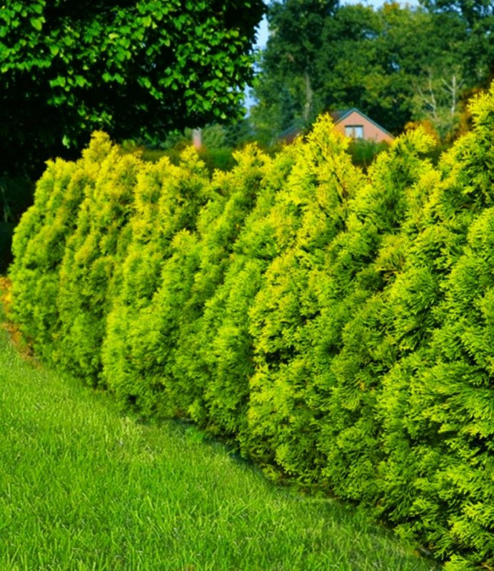 Туя Западная Golden Smaragd