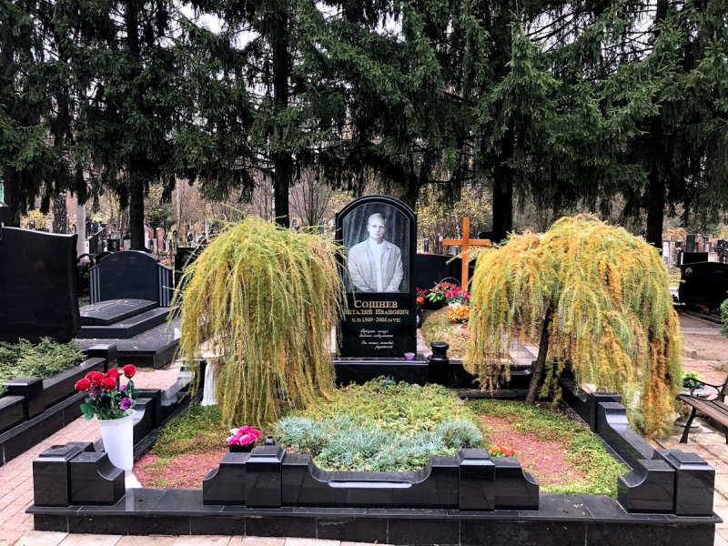 Хвойные на кладбище