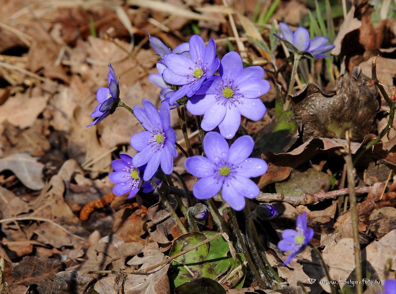Печеночница благородная (hepatica Nobilis)