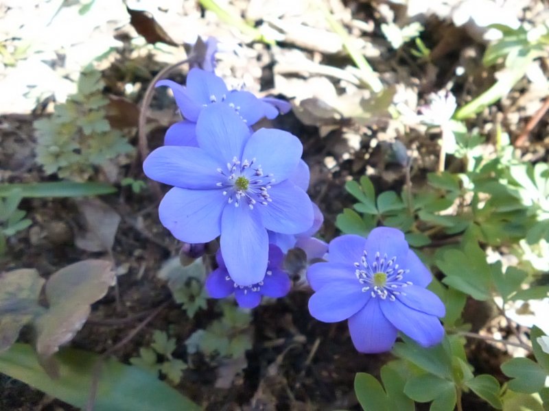 Печеночница Nobilis Nobilis